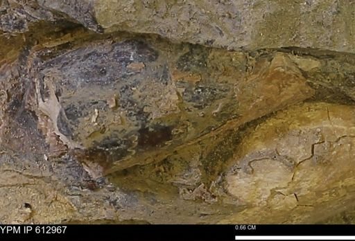 Baculites sp.
