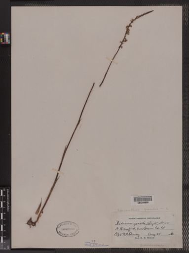 Spiranthes gracilis