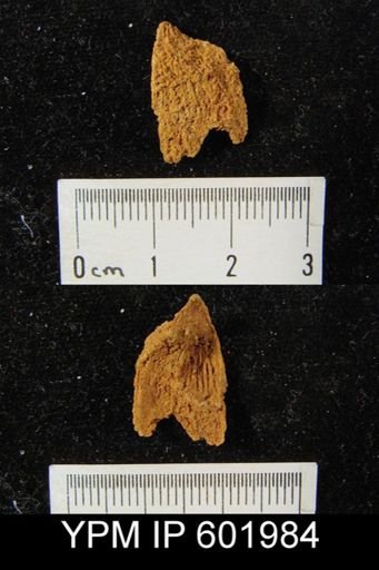 Atrypa reticularis