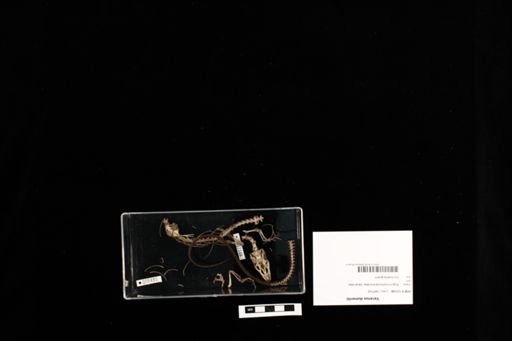 Varanus dumerilii