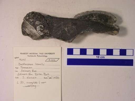 Dunkleosteus terrelli