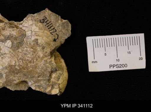 Scaphites sp.