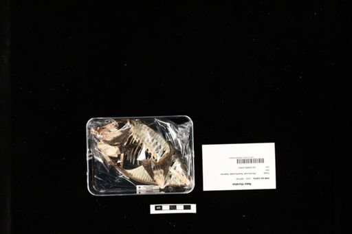Naso lituratus