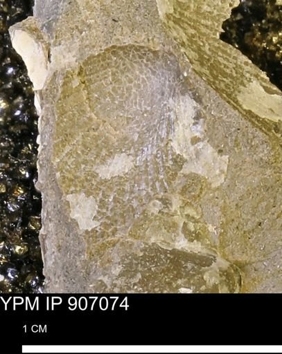 Oxytoma (Hypoxytoma) sp.