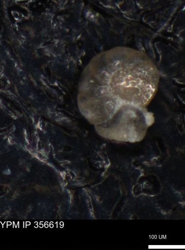undet. Foraminiferida