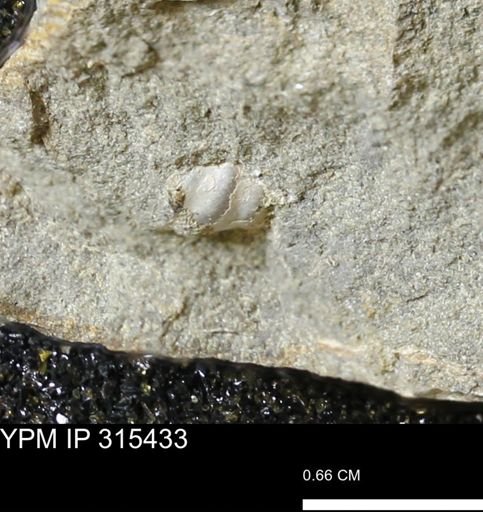 undet. Mollusca