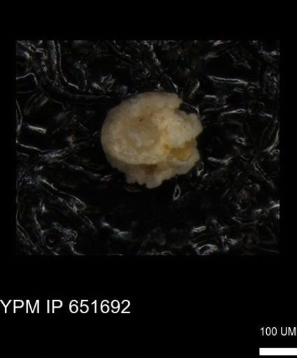 undet. Foraminiferida