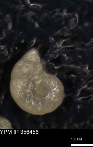 undet. Foraminiferida