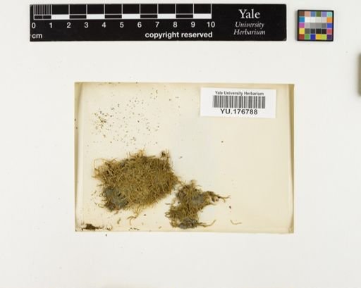Plantae