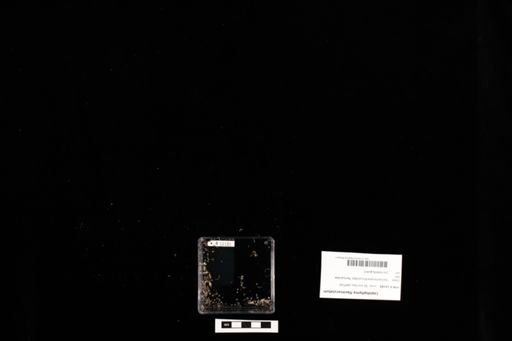 Lepidophyma flavimaculatum