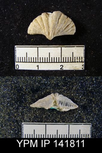 Spiriferina (Punctospirifer) cristata