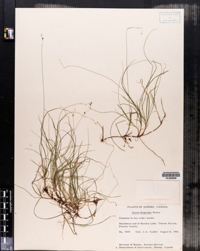 Carex disperma