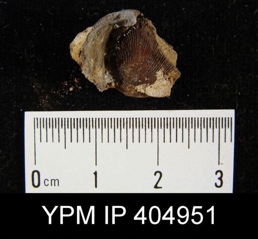 undet. Orthida