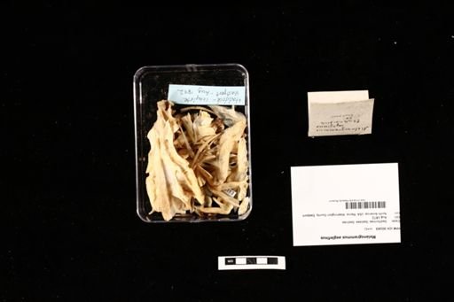 Melanogrammus aeglefinus