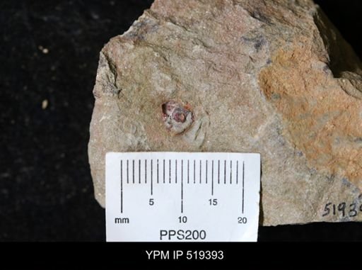 undet. Gastropoda