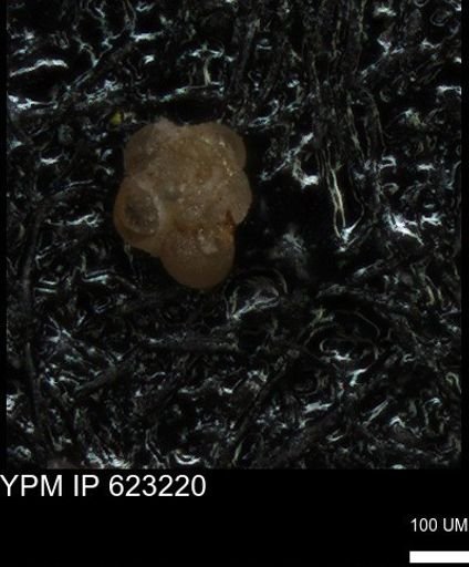 undet. Foraminiferida