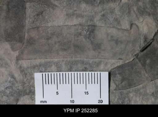 undet. Eurypterida
