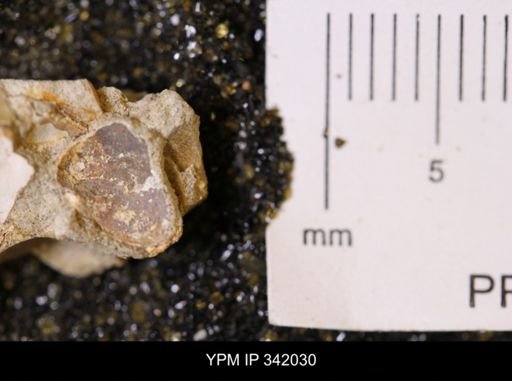 undet. Mollusca