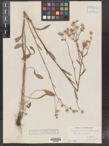 Erigeron strigosus
