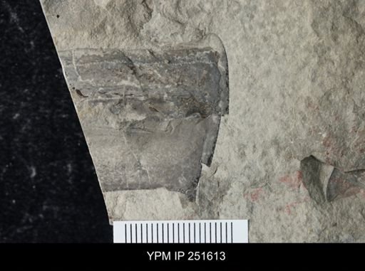 undet. Eurypterida