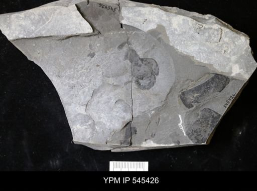 undet. Eurypterida