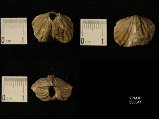Platystrophia sp.