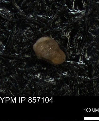 undet. Foraminiferida
