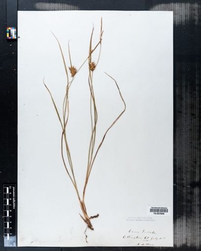 Carex bullata