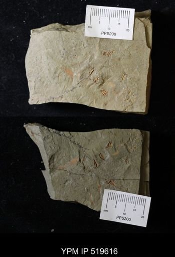 undet. Eocrinoidea