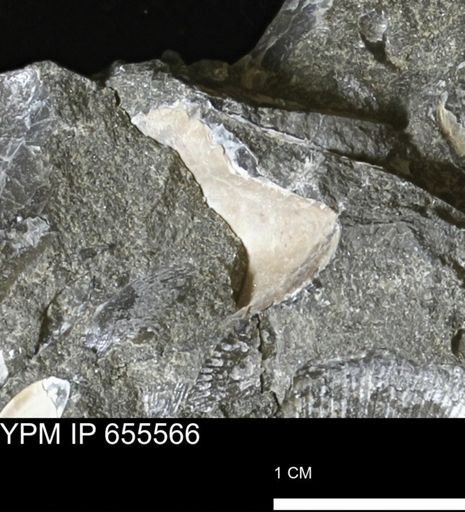 Pseudoptera sp.