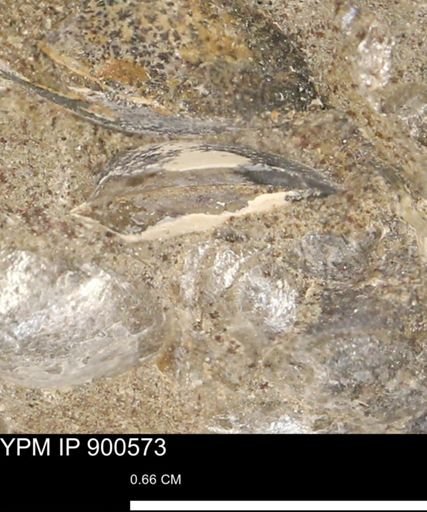 undet. Bivalvia