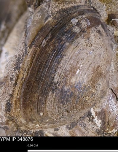Limopsis striatopunctatus