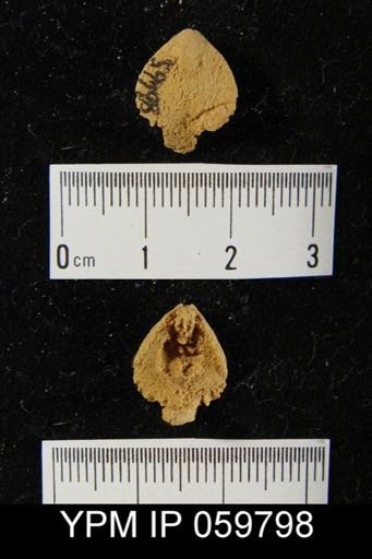 Eatonia singularis