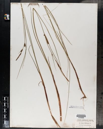 Carex lasiocarpa