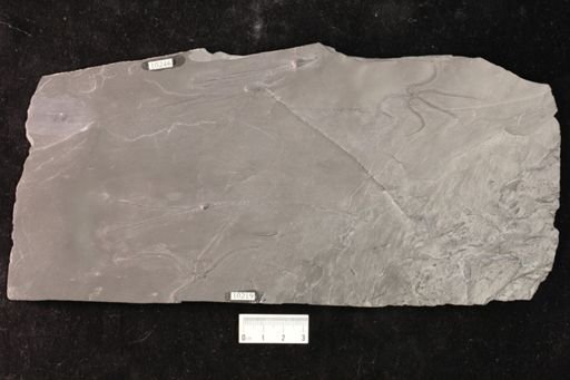 Furcaster palaeozoicus
