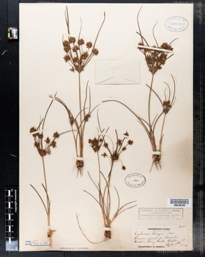Cyperus grayi