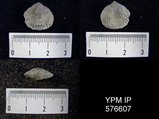 Anastrophia internascens