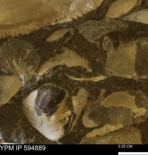Limopsis striatopunctatus