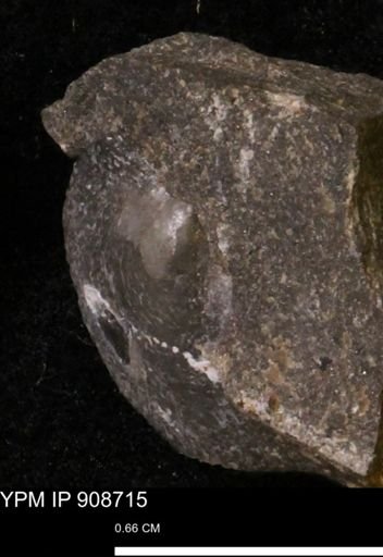 Oxytoma (Hypoxytoma) sp.
