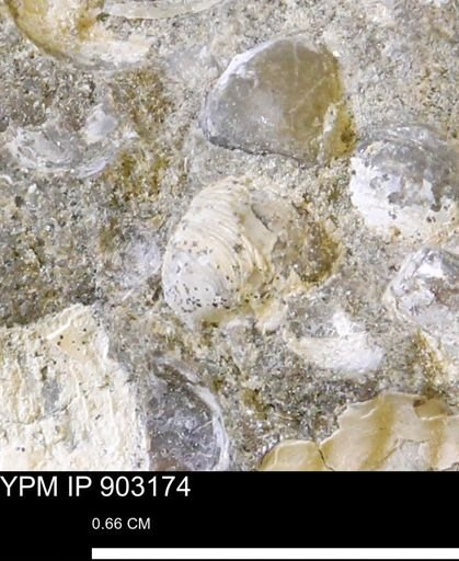 Corbulamella?