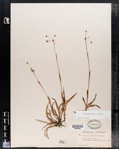 Luzula saltuensis