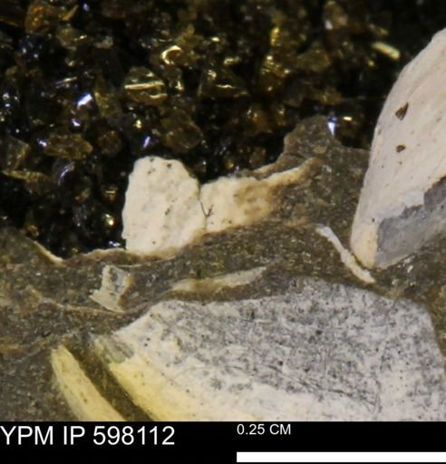 Limopsis striatopunctatus