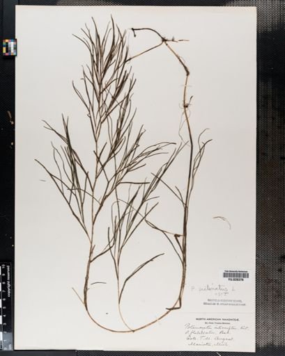 Potamogeton pectinatus
