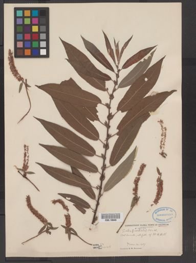 Salix rigida
