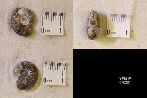 Hoploscaphites comprimus