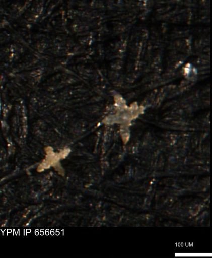 undet. Porifera