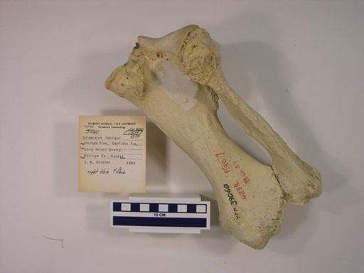 Teleoceras fossiger
