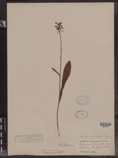 Habenaria clavellata