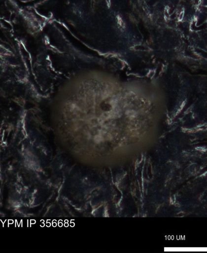 undet. Foraminiferida