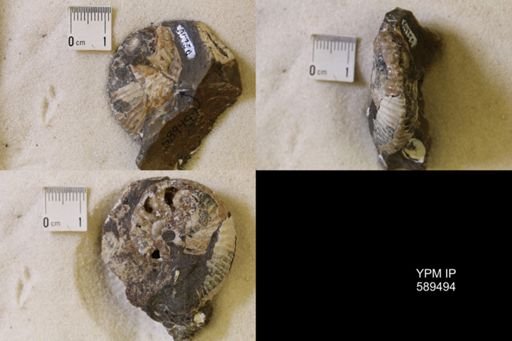 undet. Scaphitidae